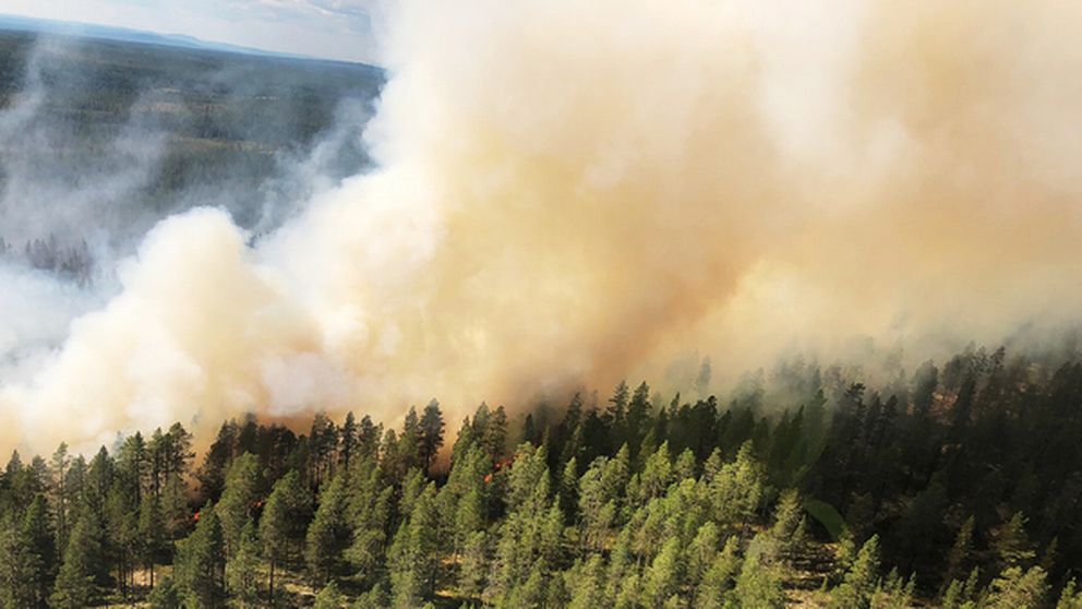 Skogsbränderna tar kål på Sverige